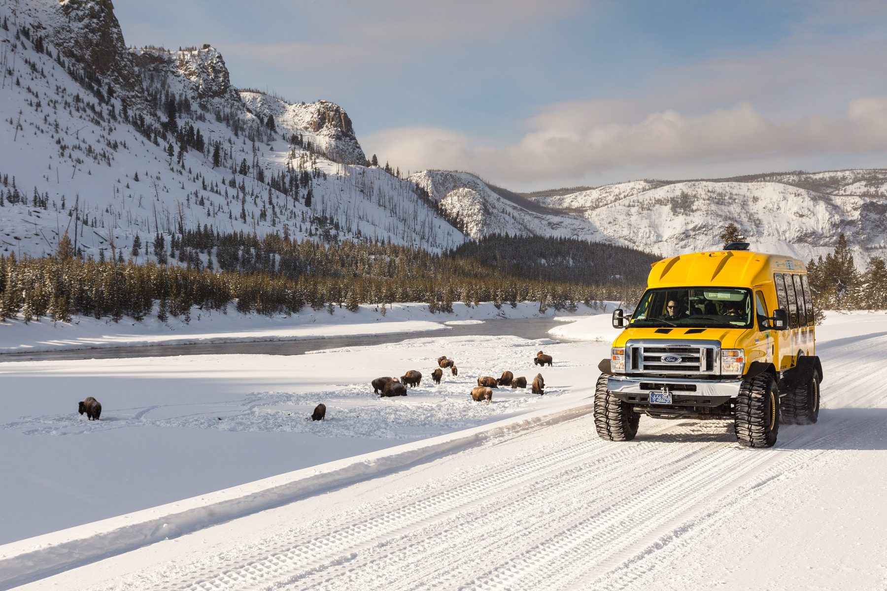 Snowcoach entre bisontes en Yellowstone
