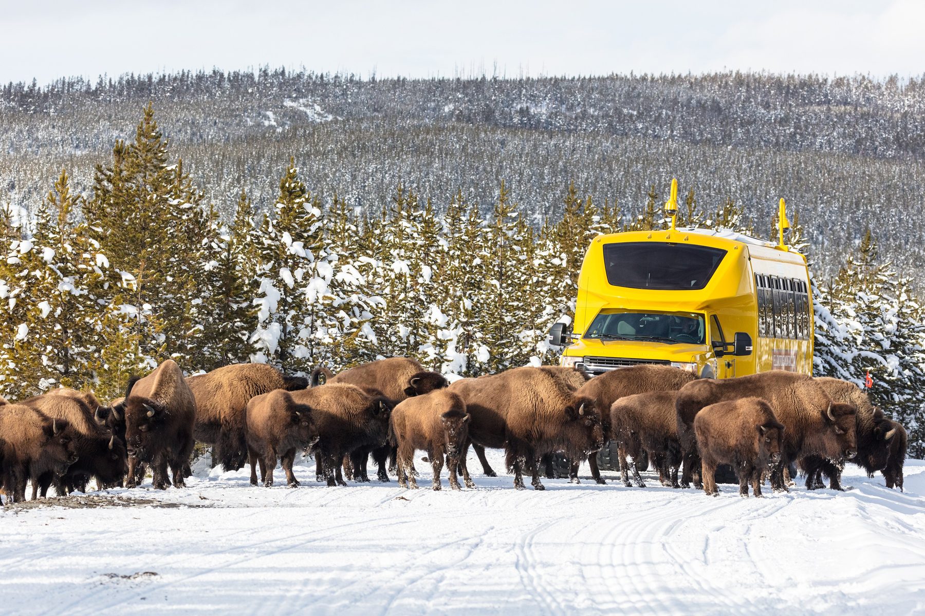 Bisontes junto a un snowcoach en Yellowstone