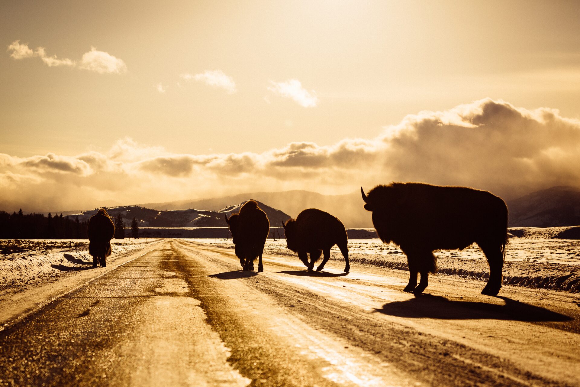 Siluetas de bisontes caminando por una carretera con nieve, a contraluz y con nubes doradas