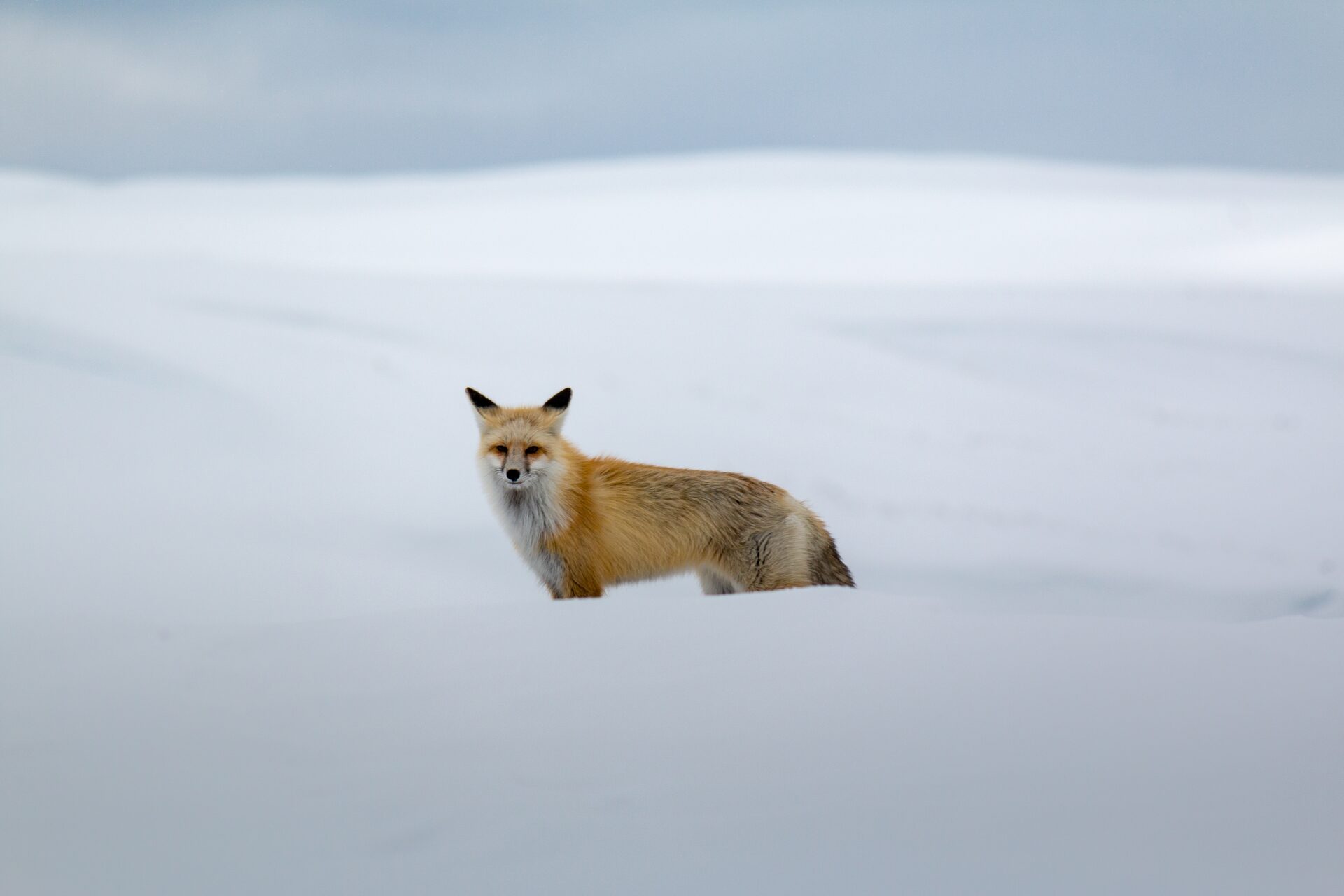 Un zorro rojo de pie en una llanura de nieve, mirando a la cámara