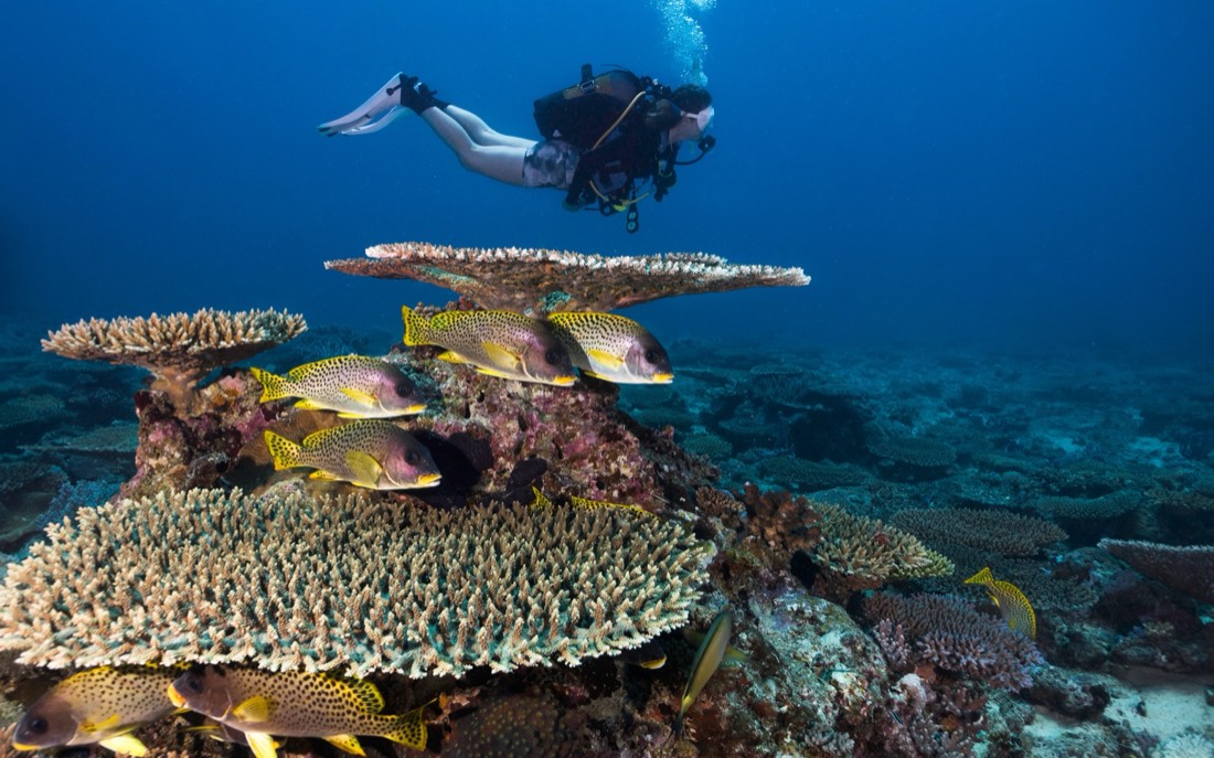 Una buceadora nada sobre un coral de mesa rodeado de peces amarillos